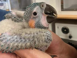 Blue throated growth question
