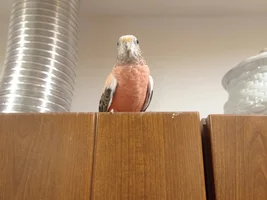 Zenek and other our parrots