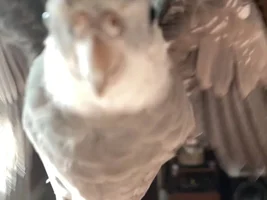 Thoughts on taking my cockatiel to some pet stores to get some toys and treats?