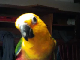 White spots on jenday conure's beak