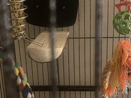 Molting?
