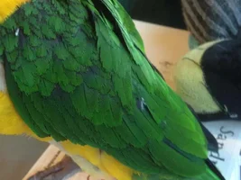 Rough-edged/Ragged Feathers
