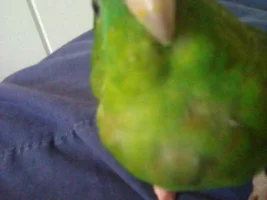 Juliette is home! (Lineolated Parakeet)