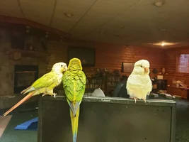 Quaker Parrot help !