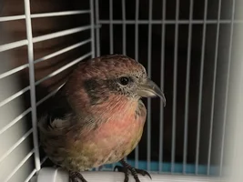 Window strike victim