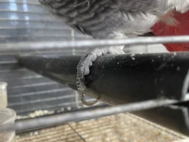 African Grey nail abnormality