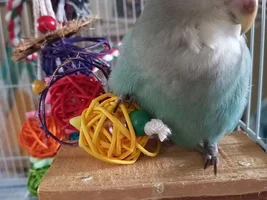 Lovebird refuses to return to cage