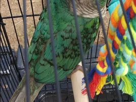 Help naming a green cheek conure