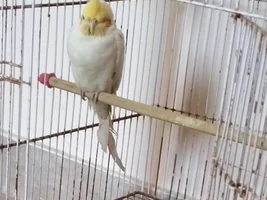 Got angry after I grabbed in hand for inspection