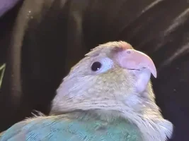 Hi from me and my flock