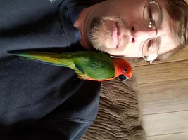 I was told my new bird is a Jenday