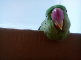The Tangobird!