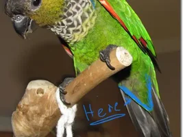 Back capped conure has blue on him?