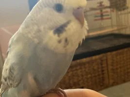 Little sister got a budgie, Im getting ,mine soon...meet Pip!
