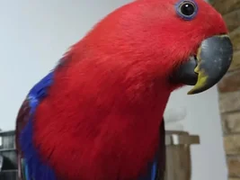 what sub species do i have?
