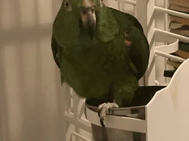Help needed with parrot species