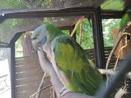 Bird Identification Game!