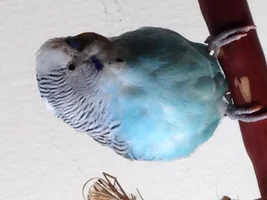 Dark Red Spots on Parakeet's Head