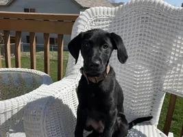 New Family Member