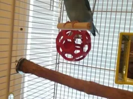 parrotlets