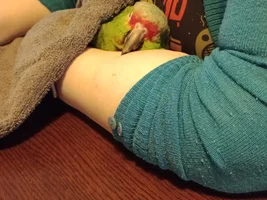 Amazon parrot with suspected Aspergillosis (experiences from others in terms of recovery)