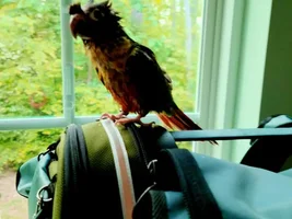 Wet birdies!