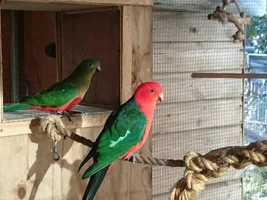 Anyone on here in Hampshire, UK looking to rehome?