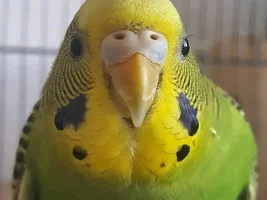 Zoru’s art thread! :)