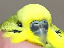 Official budgie photo thread!
