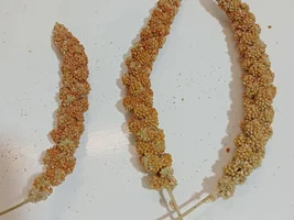 Are these millets good?