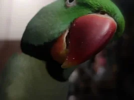 How many birds in parrot forums ?