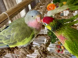 The best Bird meme!!