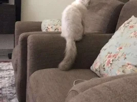Other pet photos
