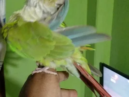 Plz Help !! Confused about my tame conure mutation and gender