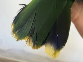 Eclectus. Black broken feathers.