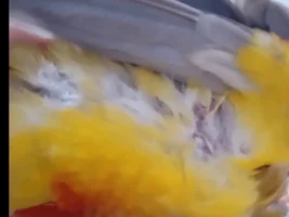 Please help? Is my conure plucking or molting?