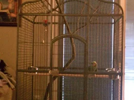 QuackQuack New Cage