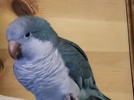 Jango needs a new home