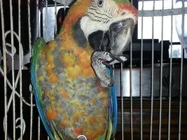 my macaw has fur???