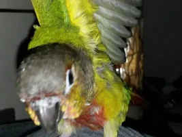 A few quick fidget pics