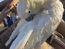 What mutation is this quacker?