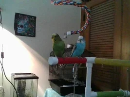 Official budgie photo thread!