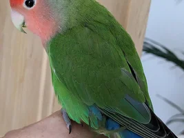 Hello from me and my lovebird, Salvador
