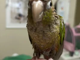 Any good automatic bird baths?