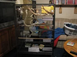 New Conures cage. A little pointers?