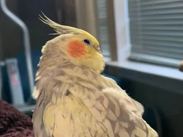 Struggling with feeding my injured cockatiel. Please help I don't want her to starve