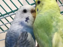 My budgie's suddenly petrified of me !!😪