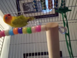 Lovebird species help