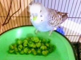 New budgie owner