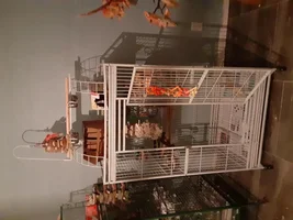 New Cage Day~
